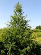 Лиственница 6м