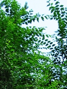 Вяз перистый