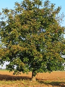 Орех грецкий