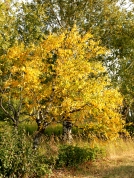 Береза карельская