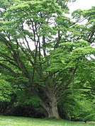 Бархат амурский Бархат амурский